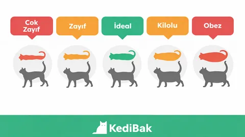 Kedi kilo ölçümü