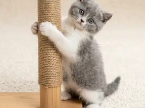 British Shorthair Blue Bicolor Erkek Yavrumuz