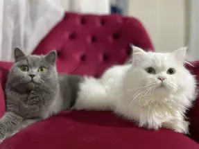 British Shorthair ve Chinchilla