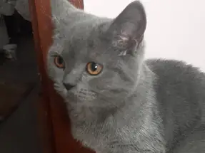 4 aylık British Shorthair dişi erkek yavrular
