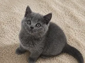 Safkan Blue British Shorthair Dişi Yavrumuz
