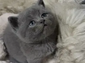 2 AYLIK BRİTİSH SHORTHAİR DİŞİ YAVRUMUZ