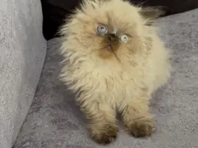 İran Himalayan ( Odd Eyes ) 2 aylık Erkek Yavru