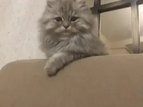 British shorthair ve British longhair Acil yuva aranıyor