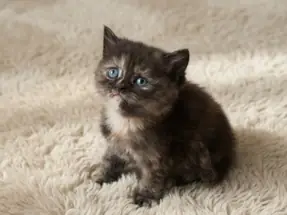 Tortieshell British Shorthair Şans ve para kedisi