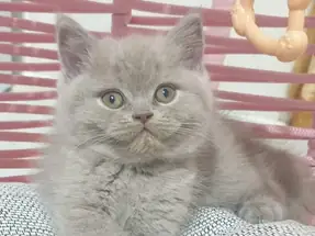 Bicolour genli safkan British shorthair lilac dişi yavrumuz