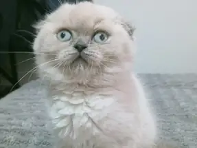 Blue point scottish fold 2 aylık yavrular