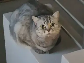 Ücretsiz – 7 Yaşındaki British Shorthair Kedimize İyi Yuva