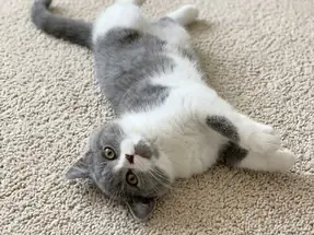 Show Kalite British Shorthair Blue Bicolor Dişi Yavru