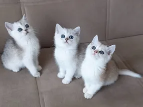 British Shorthair Silver Yavrular