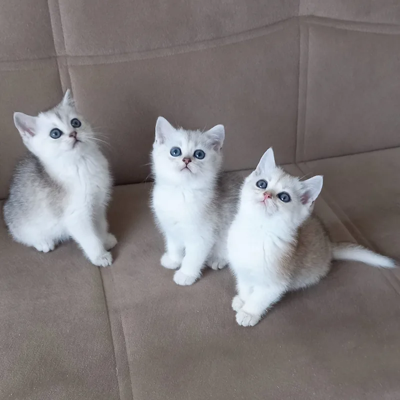 British Shorthair Silver Yavrular
