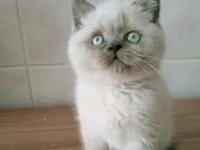 British Shorthair Blue point yavrular