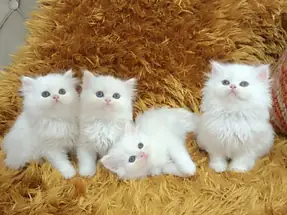 ORJİNAL CHİNCHİLLA YAVRULAR