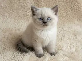Sevimli Güzellik British Shorthair Blue Point Dişi Yavrumuz