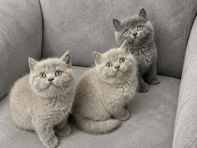 British Shorthair Yavrular ( Lilac - Gri )