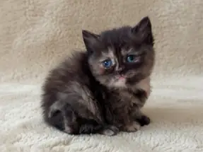 British Shorthair Black Tortieshell Dişi Yavrumuz