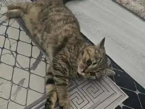 8 aylık Tekir yavrular