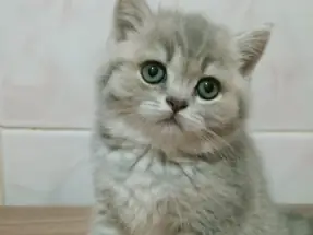 British Shorthair yavrular