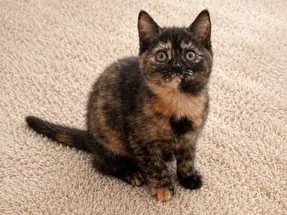 British Shorthair Tortieshell Para ve Şans Kedisi