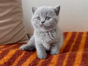 Mükemmel Kalite British Shorthair Blue Erkek yavrumuz