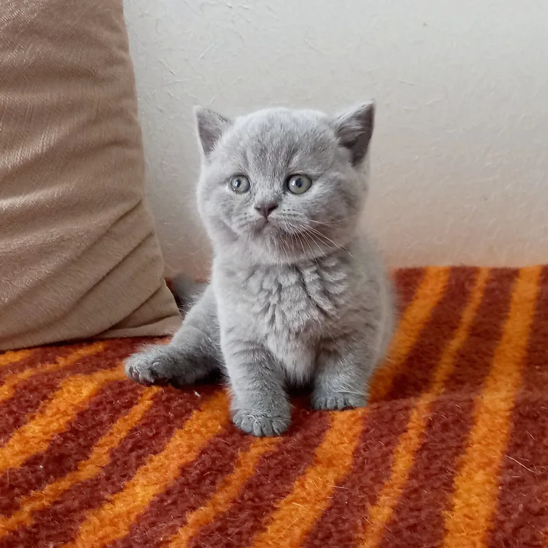 Mükemmel Kalite British Shorthair Blue Erkek yavrumuz