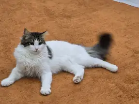 Yeni Yuvasını Arayan Minik Dostumuz