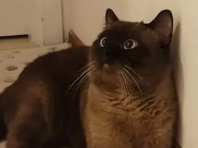 Siyam 1 yaşında erkek kısır kedi