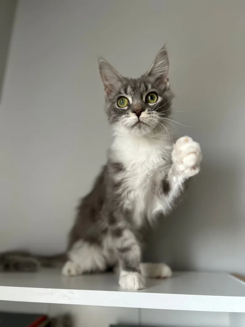 Full Secereli Maine Coon