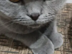 Aşıları Tam, Kısır, Uysal Kediye Kalıcı Yuva