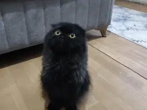 persian cat siyah