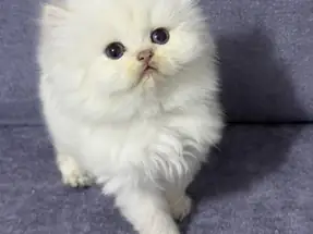 BRİTİSH LONGHAİR