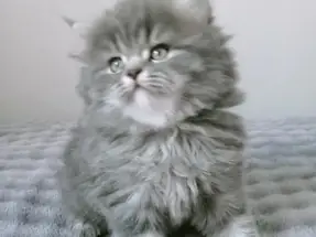 Güzel gözlü minnoşlar 2 aylık British Longhair