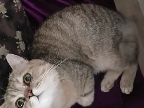 Sevimli Brisith Shorthair