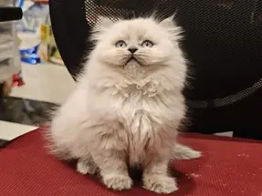 British Longhair 2 aylık yavrular