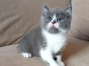 British Shorthair Blue Bicolor erkek yavrumuz