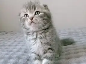 İzmir Scottish Fold yavrular