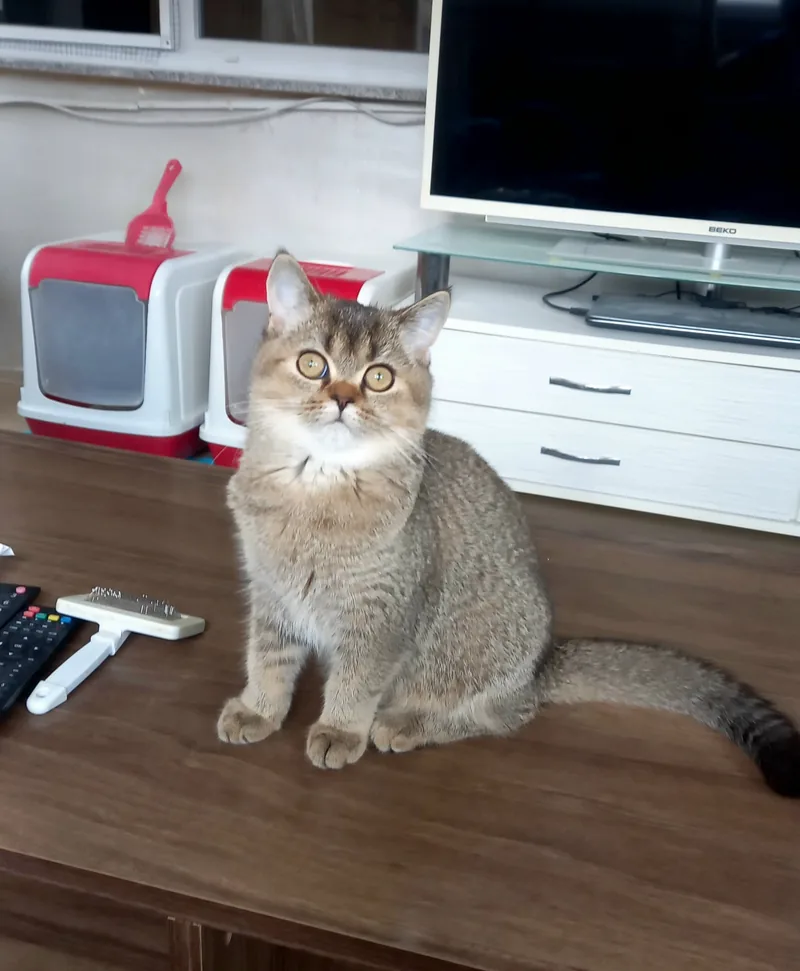 4 aylık British Shorthair Black Golden Dişi yavrumuz