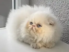 SAFKAN İRAN PERSİAN DİŞİ YAVRUMUZ