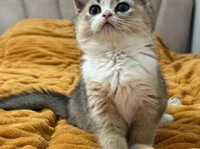 British Shorthair Black Golden Bicolor dişi yavrumuz
