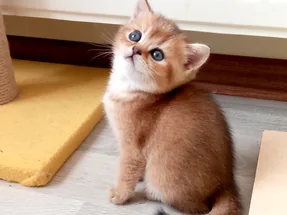 British Shorthair Golden Yavrular