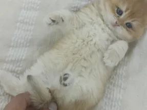 Safkan golden cinsi british Shorthair