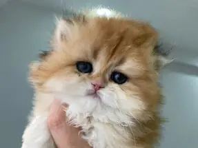 Safkan golden british longhair