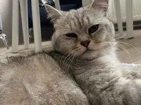 british shorthair