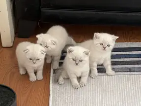 British yavru kedi