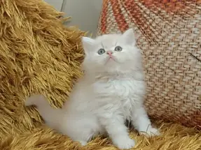 BRİTİSH LONGHAİR ŞAMPANYA 2 AYLIK ERKEK