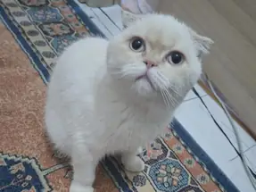 Scottish Fold 6 aylık Dişi Yavru