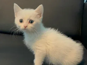 2 AYLIK BRİTİSH SHORTHAİR ERKEK YAVRUMUZ