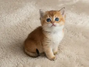 Yakışıklı Black Golden British Shorthair