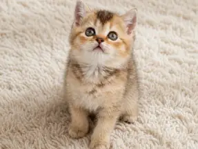 Muhteşem Black Golden British Shorthair Dişi Yavrumuz