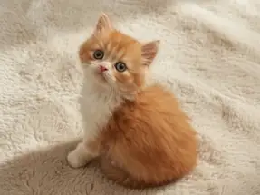 Nadir Renk British Longhair Red Bicolor Erkek
